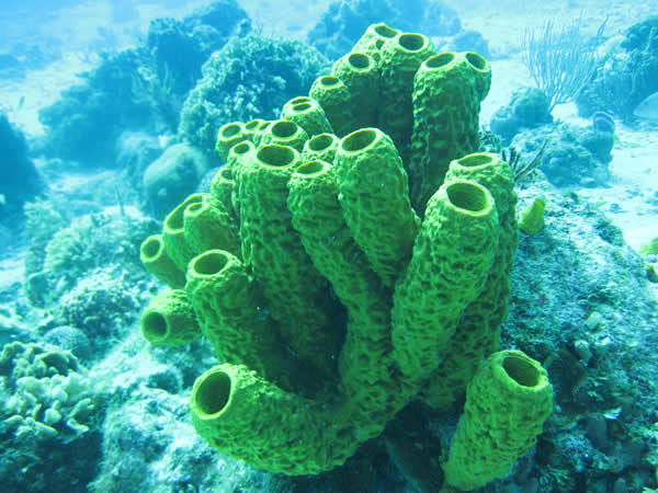 Aiolochroia crassa - Branching Tube Sponge - Respiratory system